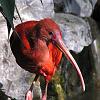 Rode-ibis